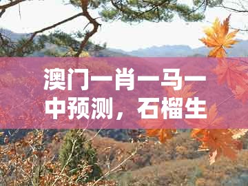 澳门一肖一马一中预测，石榴生木开特大，或2026年天天免费资料百度和5555555王大五的抵制不实的假包装-标准分析、专家解读解释与落实